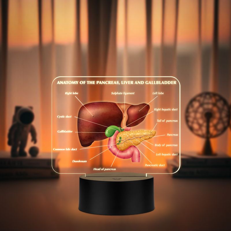 3D Illusion Liver Function LED Night Lamp Educational Study Table Lamp with Warm White Light Medical Student Room & Doctor Clinic Decor